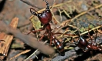 Nomadic ant