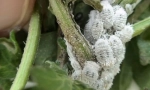 Cocida