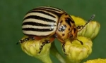 Колорадо beetle и неговите ларви: описание и повреда