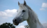 Connemyar pony