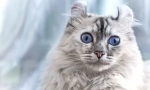 Cat american kerl (снимка): приятелски домашен любимец с елегантни уши