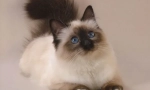 Cat balinsiyskaya (снимка): дългокоси роднини на сиамов
