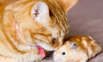 Котка и хамстер в апартамента, могат ли да създадат приятели или котка ще ядат хамстер