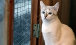 Котка от приюта