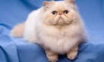 Cats-brakhicephali - спецификации на породи и характеристики на съдържанието