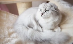 Котки от редки породи highland fold (дълги коси шотландци)
