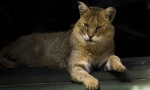 Котка тръстика кавказката