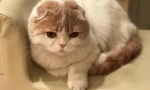 Котка lera kudryavtsevaya fofan: нова звезда instagram