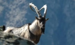 Коза рам