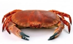 Рак