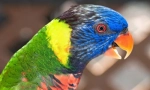 Красиви и умни папагали