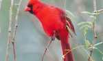 Червен кардинален
