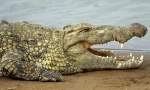 Крокодил
