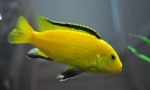 Лабидохромис (labidchromis)