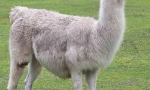 Лама