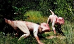Leptaceratops