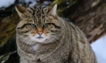 Горска котка