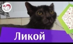 Likoi