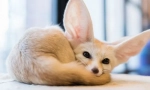 Fox phenken