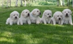 Любими породи за кучета от американците: dozen best