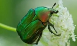 May beetle: описание, начин на живот и разнообразие