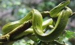 Mamba green western