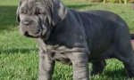 Мастиф: кучетата стари таймери (9 снимки)