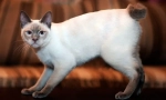 Mekong bobtail (снимка): екзотична тайландска котка с къса опашка