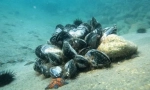 Mussels