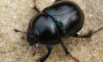Митове и истина за бръмбарите скараби