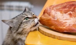 Месо за котката