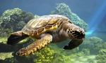 Водна костенурка