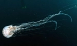 Морския колан