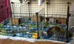 Грижа и съдържание на морски свинчета