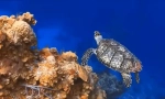 Морски костенурки: интересни факти за най-древните влечуги на планетата