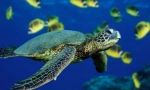 Морски костенурки