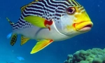 Морски смачкани