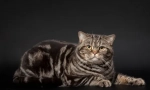 Мраморен цвят от британските котки: историята на външния вид и особеностите на грижата