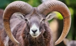 Mouflon