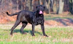 Neapolitan mastiff (снимка): grozny guard с добра душа
