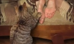 Нюанси на възпитанието на котето и най-често срещаните грешки