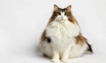Норвежка гора котка
