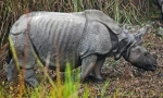 Индийски носорос