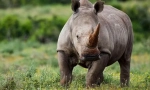 Rhinoceros