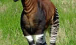 Okapi