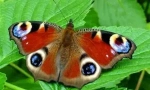 Описание и начин на живот butterfly peacock eyes