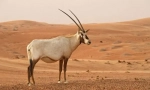 Oryx захар