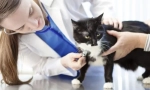 Основни медицински процедури за котка