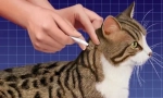Лекарството разполага с директно място за котка