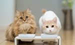 Характеристики на пеенето стерилизирани котки